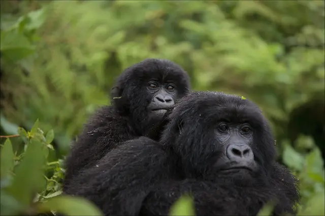 DRC Congo