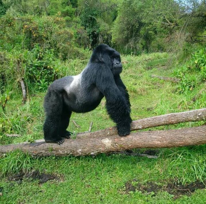 UWA Announces Gorilla Trekking Permit Fee Increase ( $800)