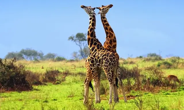 Uganda